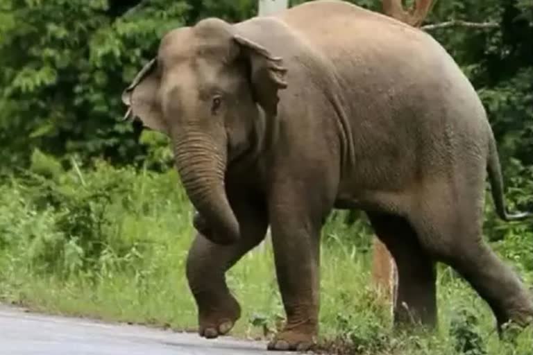 elephants lifelong hostage in Chhattisgarh