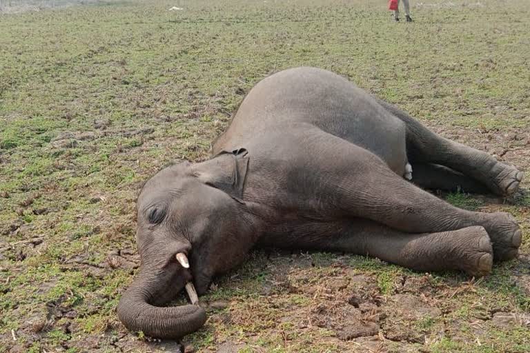 baby elephant dead in subarnapur