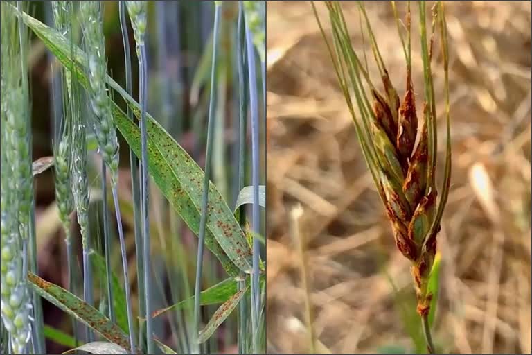 yellow rust disease in wheat