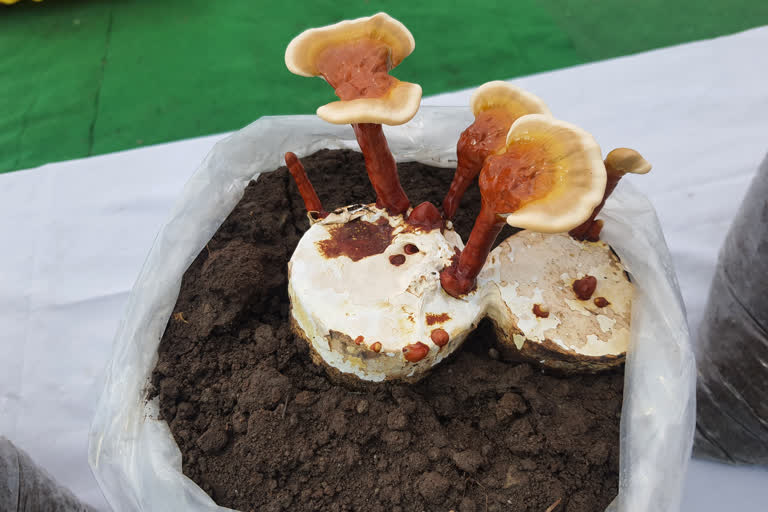 Ganoderma lucidum species