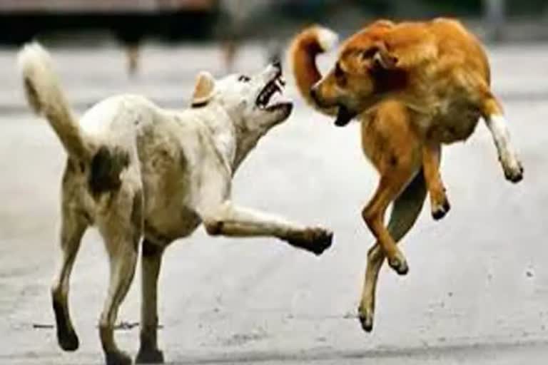 street dog attack Chunangad area  ചുനങ്ങാട് മേഖലയിൽ തെരുവുനായ ആക്രമണം  തെരുവുനായ ആക്രമണം 25 പേർക്ക് കടിയേറ്റു  ചുനങ്ങാട് പഴയ പോസ്റ്റ് ഭാഗം