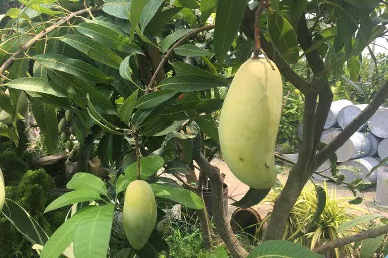 Thailand Mango