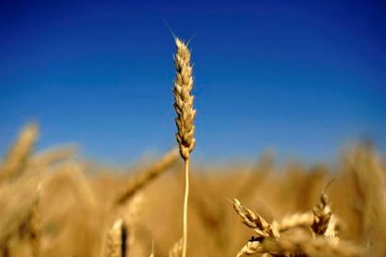 The Punjab government said strict action will be taken if anyone tries to sell wheat in the state at a minimum support price after procuring the crop at lesser rates from other states