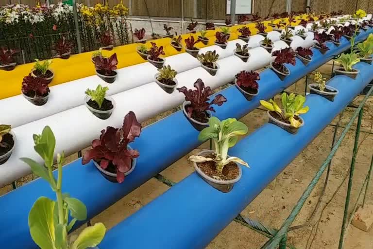 Hydroponics Technology