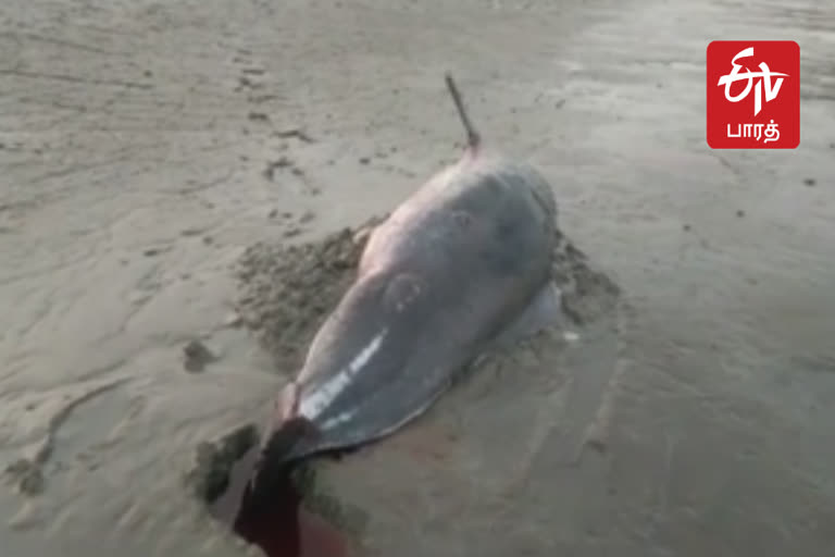 நாகை கடற்கரையில் இறந்த நிலையில் கரை ஒதுங்கிய டால்பின்