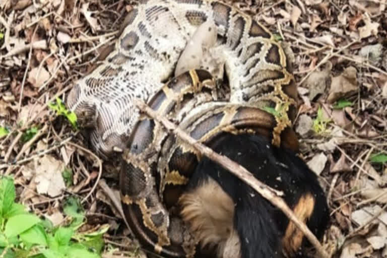 python trying to swallow a goat in Valmiki Nagar