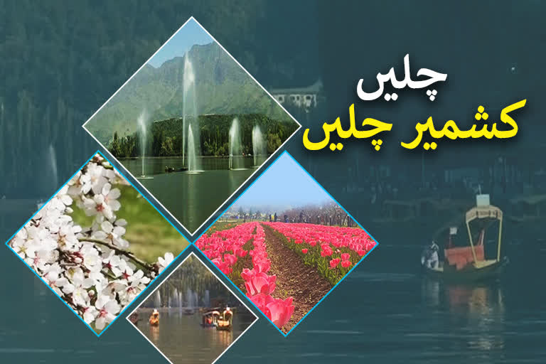 spring-blossom-in-kashmir-record-number-of-tourists-expected-this-year Says director tourism