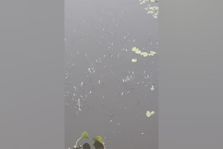 fishes dies in Korayar river in Kanchikode  fishes dies in river  കോരയാർ പുഴയിൽ മീനുകൾ ചത്തുപൊങ്ങി  പുഴയിൽ മീനുകൾ ചത്തു