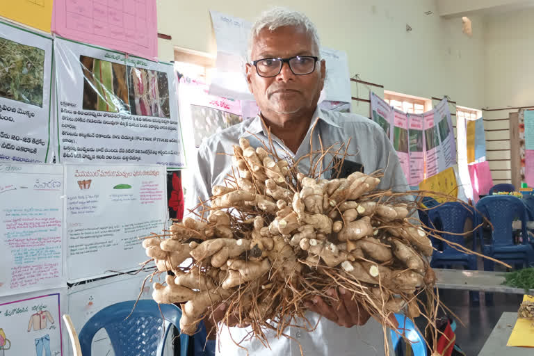 MANGO GINGER BEET WEIGHS MORE THAN 7 KG IN  andhra pradesh