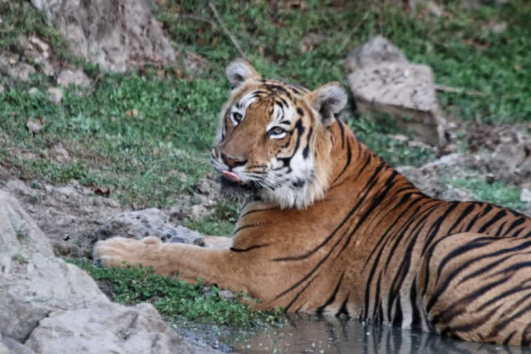 Tiger Reserves lose forest cover, activists concerned