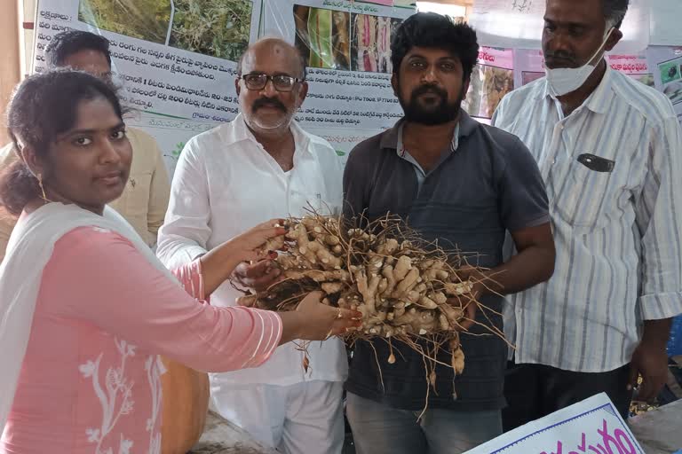 mango-ginger-root-bunch