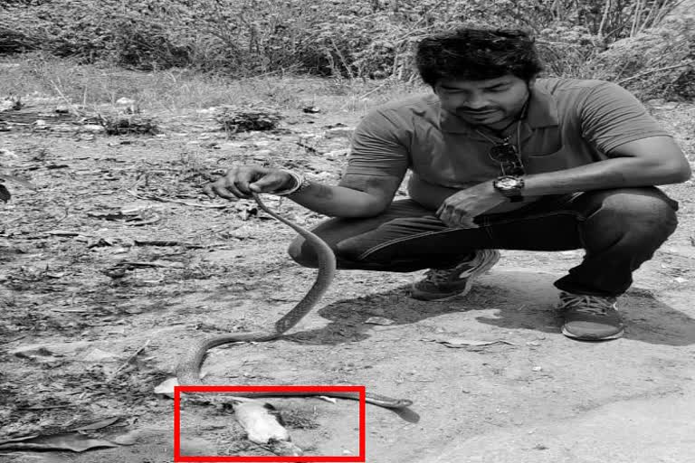 protection-of-cobra-in-shivamogga