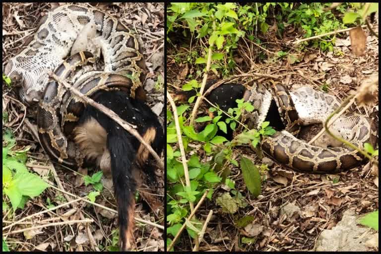 പശ്ചിമ ചമ്പാരനില്‍ ആടിനെ ഞെരിച്ചുകൊന്ന് പെരുമ്പാമ്പ്  ആടിനെ അകത്താക്കാന്‍ ശ്രമിച്ച പെരുമ്പാമ്പിനെ കല്ലെറിഞ്ഞ് നാട്ടുകാര്‍  ബിഹാര്‍ ഇന്നത്തെ വാര്‍ത്ത  Python trying to swallow goat in Bihar  Bihar todays news