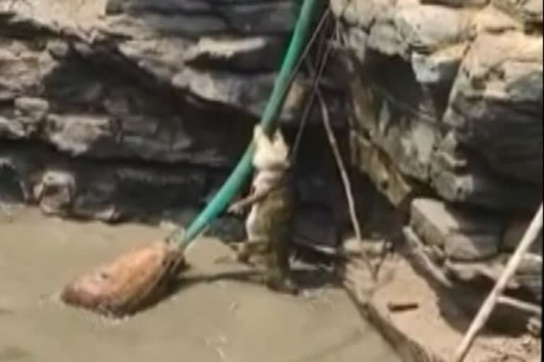 Crocodile rescued from the well in Karnataka's Bagalakote