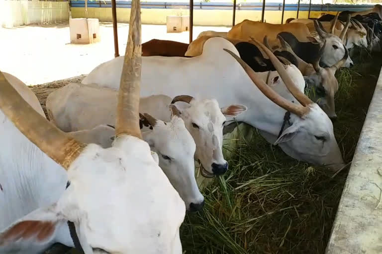 Punjab speaker apologizes over viral video showing cow's tail touching his turban