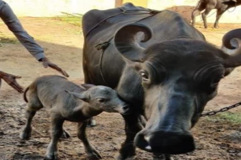 Buffalo dies due to dog bite in Gwalior