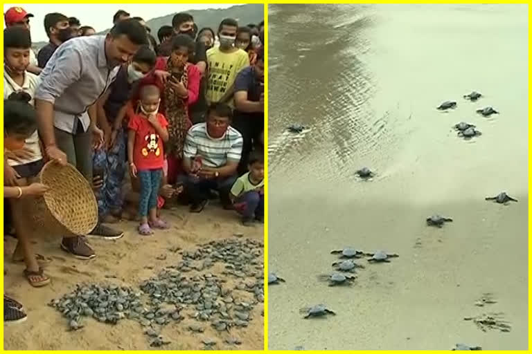 Baby Turtles released into sea at vishakapatnam
