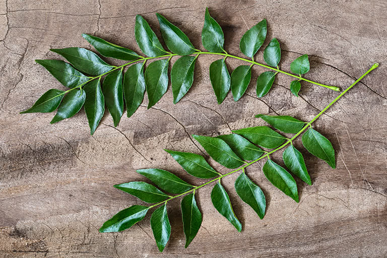 How are curry leaves good for health?  കറിവേപ്പിലയുടെ ഗുണങ്ങൾ  കറിവേപ്പില  കറിവേപ്പില കഴിക്കൂ  കറിവേപ്പില പോഷക സമൃദ്ധം  Nutrients found in curry leaves  benefits of curry leaves  Curry leaves are rich in nutrients