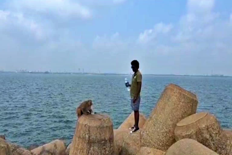 Rescued the monkey trapped in the sea for three months in  andhra pradesh