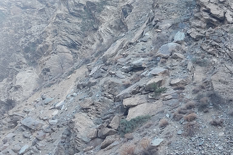 ibex in kinnaur