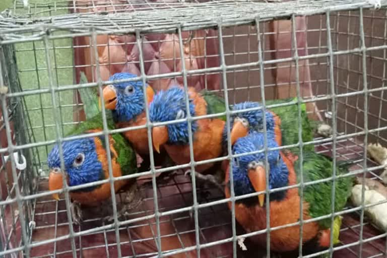 Parrots Recovery in Baduria