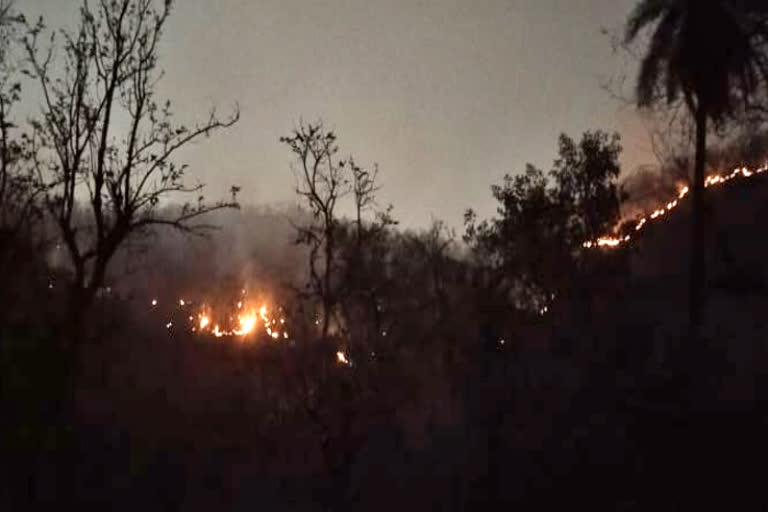 fire-at-rajastan-sariska-forest