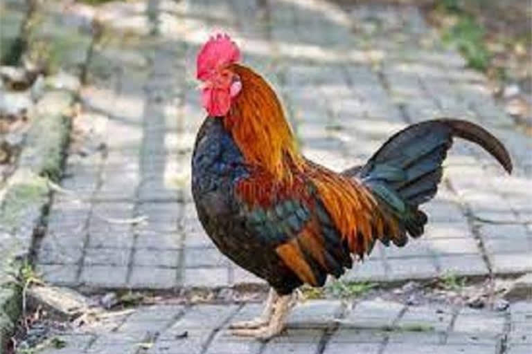 Two cock stolen from home