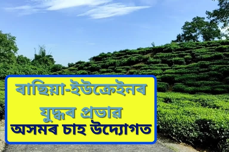 ৰাছিয়া ইউক্ৰেইনৰ যুদ্ধৰ ব্যাপক প্ৰভাৱ অসমৰ চাহ উদ্যোগত