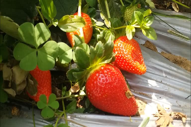 Strawberry Farming jabalpur