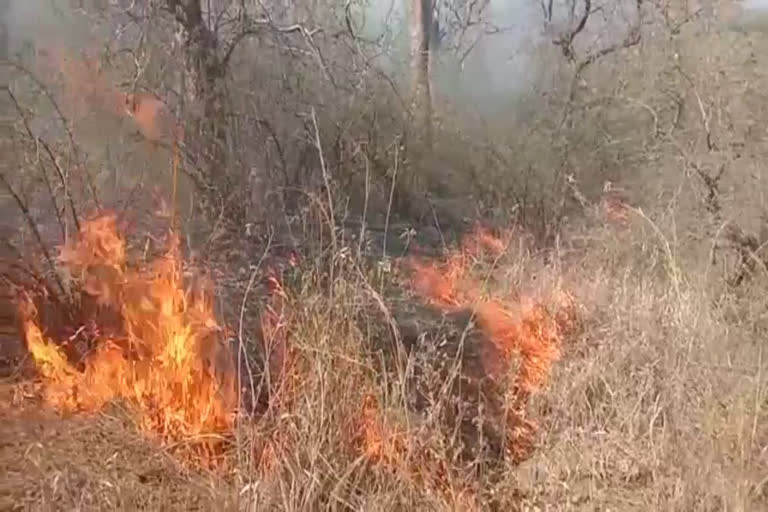 Sariska Forest Fire