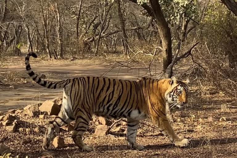 Tigress T 8 Ladli is Likely to Give Birth of Cubs