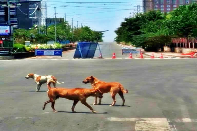 Over 100 stray dogs poisoned in Telangana village