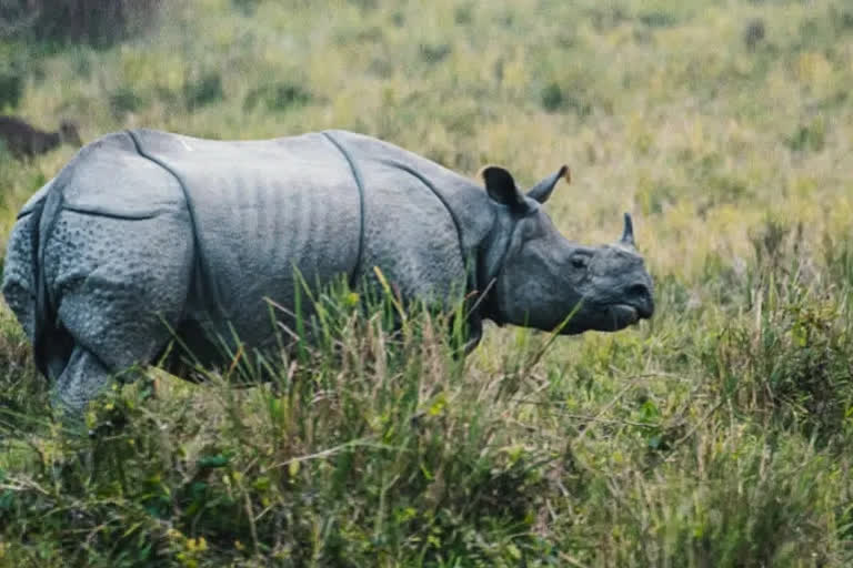 result of rhino census conducted at Kaziranga National Park are out