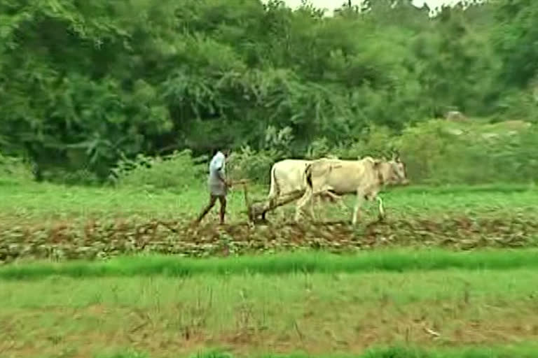 paddy procurement