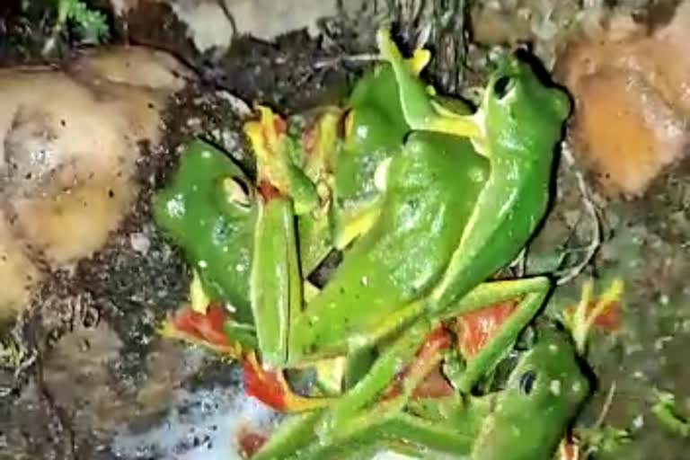 Green frogs found in Chikmagalur, Green frogs breed,  Chikmagalur news, ಚಿಕ್ಕಮಗಳೂರಿನಲ್ಲಿ ಹಸಿರು ಕಪ್ಪೆಗಳು ಪತ್ತೆ, ಹಸಿರು ಕಪ್ಪೆಗಳ ಪ್ರಭೇದ, ಚಿಕ್ಕಮಗಳೂರು ಸುದ್ದಿ,