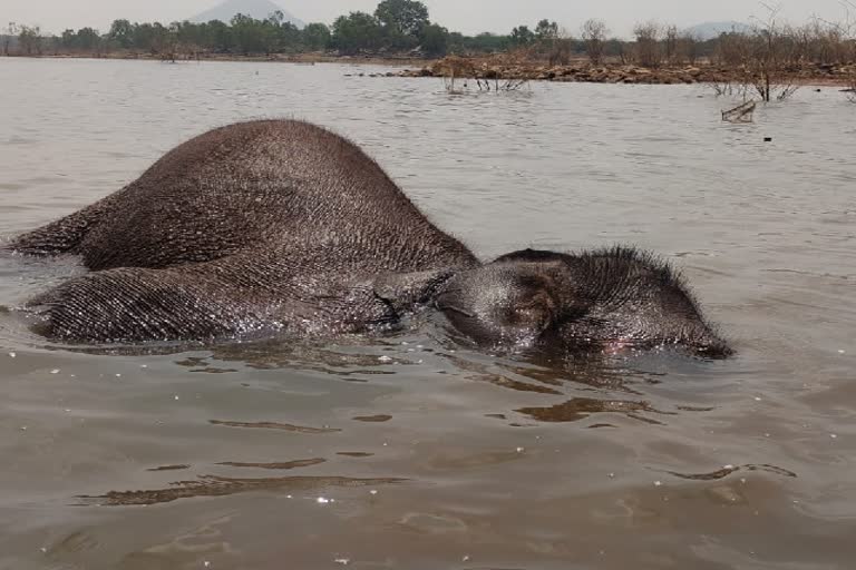 உடற்கூராய்வு செய்யப்பட்ட யானை