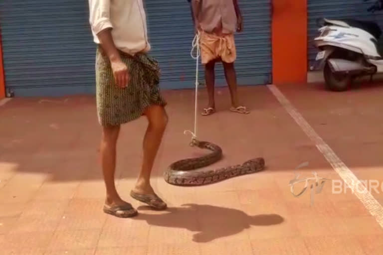 A rescued python creates tension between police and the public at Kottayam