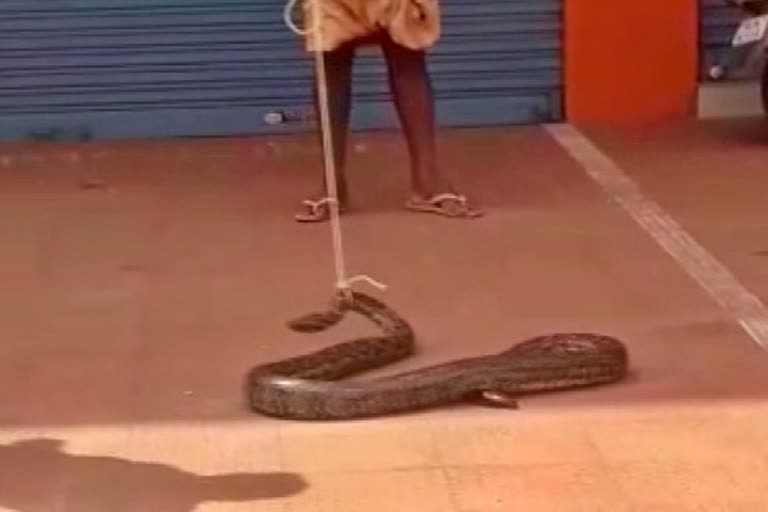 kerala python news