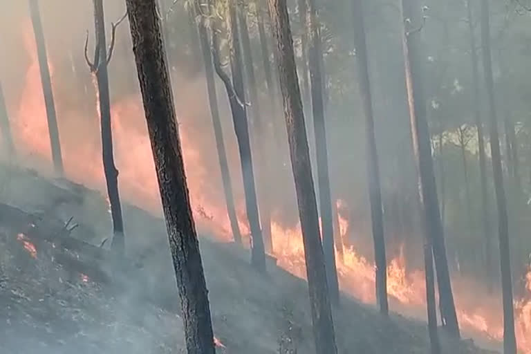 fire in forest