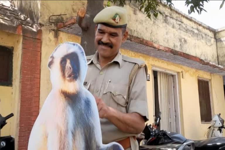 terror of monkeys in Meerut