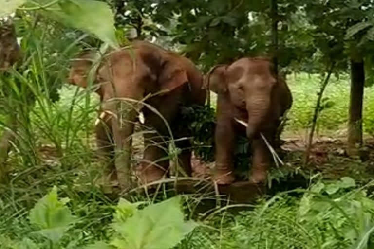Farmer killed in elephant attack in Chittoor district