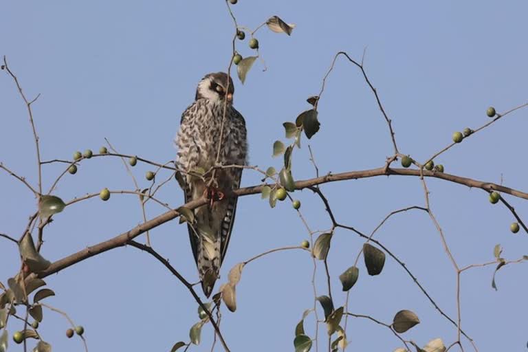 Amur Falcon Bird in Gir : સાઈબેરિયા અને ચીનમાં જોવા મળતું શિકારી પક્ષી ગીર વિસ્તારમાંથી કેમેરામાં થયું કેદ