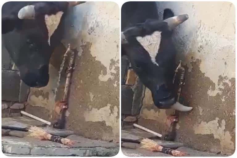 குழாய் தண்ணீரை குடிக்க பசு செய்த தந்திரம்!