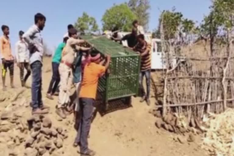 Leopard attack in ChhotaUdepur : મુવાડા ગામે દીપડાએ ઘરમાં ઘૂસી હુમલો કરી પાછલા દરવાજેથી ભાગી છૂટયો