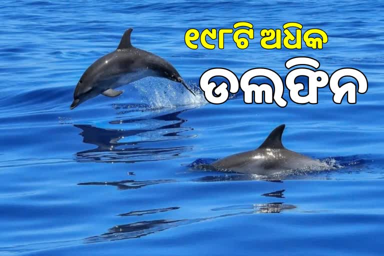 ଭିତରକନିକାରେ ବଢ଼ିଲା ଡଲଫିନଙ୍କ ସଂଖ୍ୟା, ଉତ୍ସାହିତ ପରିବେଶପ୍ରେମୀ