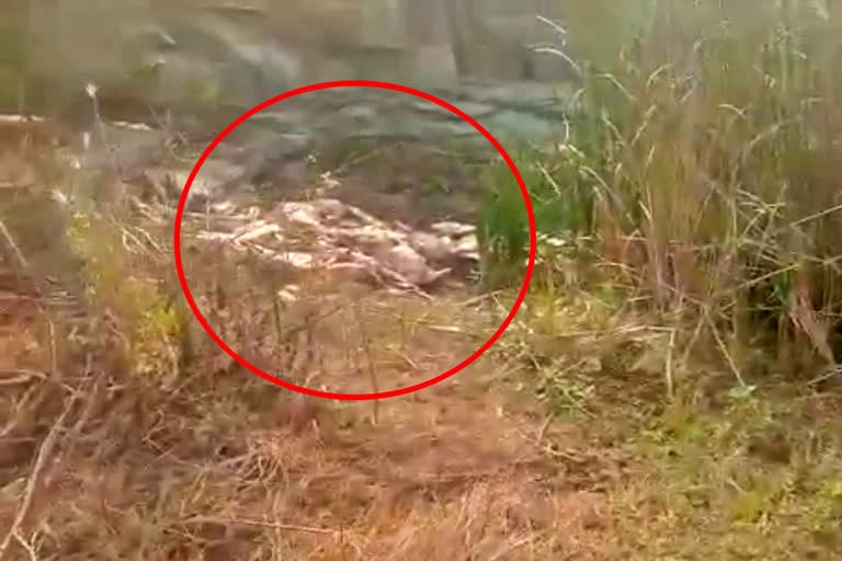 animals dead body found in Ramanagar, Headless animals dead body found in Ramanagar, Ramanagar news, ರಾಮನಗರದಲ್ಲಿ ಪ್ರಾಣಿಗಳ ಮೃತ ದೇಹಗಳು ಪತ್ತೆ, ರಾಮನಗರದಲ್ಲಿ ತಲೆ ಇಲ್ಲದ ಪ್ರಾಣಿಗಳ ಮೃತ ದೇಹಗಳು ಪತ್ತೆ, ರಾಮನಗರ ಸುದ್ದಿ,