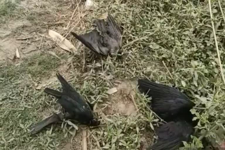 Dozens of birds died in agony in Supaul