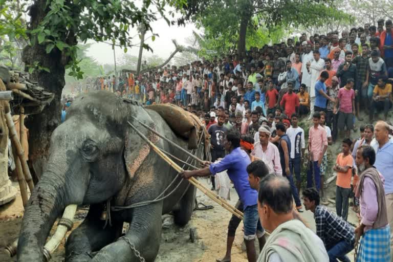 elephant killed Pappan in Pipariya Colony  Elephant runs amock crushes its mahout to death in Bihar  elephant musth in bihar  ബിഹാറിൽ ഇടഞ്ഞ ആന പാപ്പാനെ ഇടിച്ചു കൊന്നു  ഈസ്റ്റ് ചമ്പാരൻ പിപ്പരിയ കോളനി ആന മദമിളകി  Elephant killed mahout East Champaran  ബിഹാർ ആന ഇടഞ്ഞു