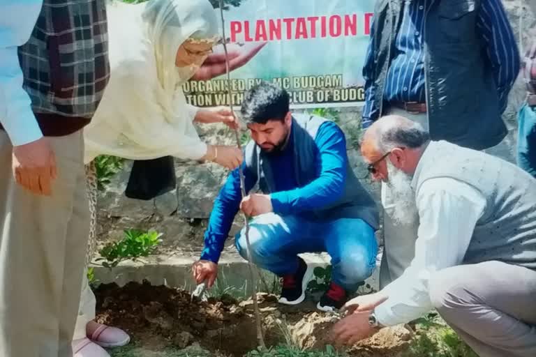 MC Budgam Starts Plantation Drive: میونسپل کمیٹی بڈگام کی جانب سے شجر کاری مہم