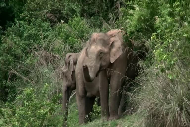 wild elephant attacks in Idukki  elephant man conflict  congress to star protest against alleged apathy of the authorities to rein in wild elephant attack in Idukki  ഇടുക്കിയിലെ കാട്ടാന ആക്രമണത്തില്‍ കോണ്‍ഗ്രസ് പ്രതിഷേധം  ഇടുക്കിയില്‍ കാട്ടാന ആക്രമണത്തില്‍ കൊല്ലപ്പെട്ടവര്‍  കാട്ടാന ഇടുക്കിയിലെ കൃഷി നശിപ്പിക്കുന്നത്